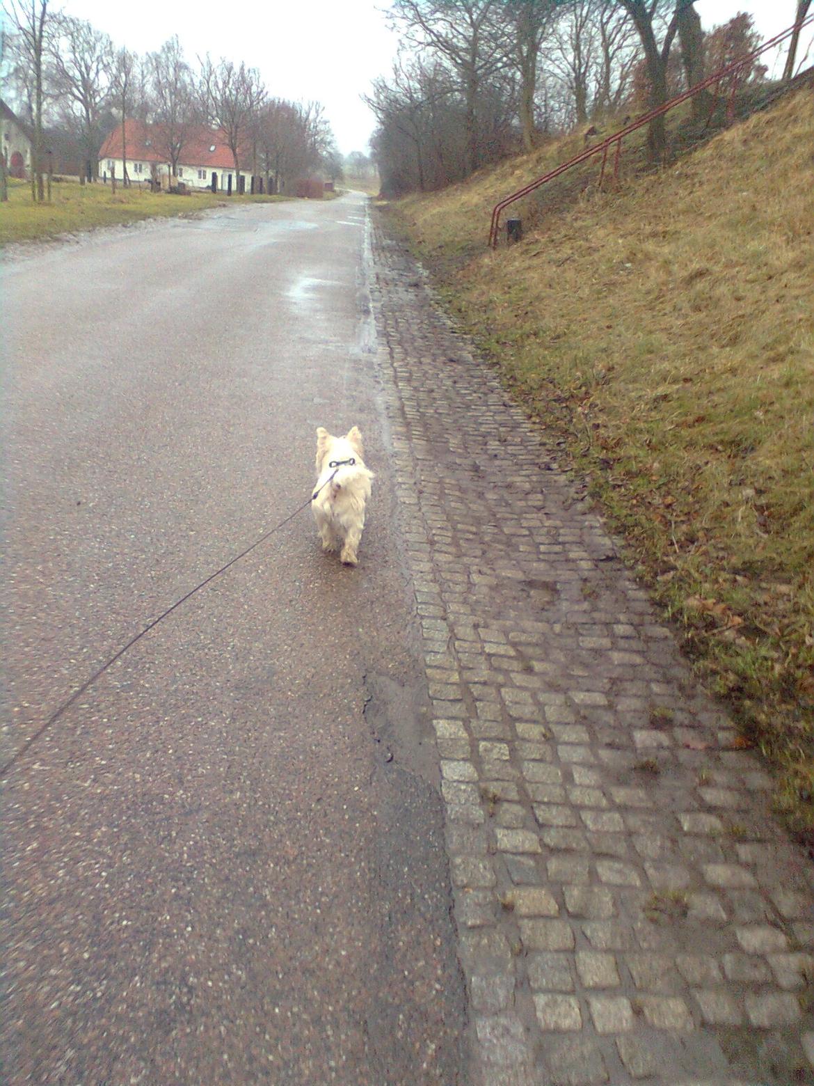 West highland white terrier Whisky billede 17