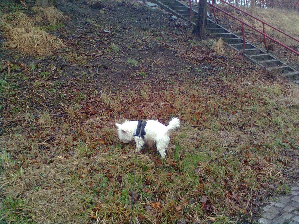 West highland white terrier Whisky billede 18