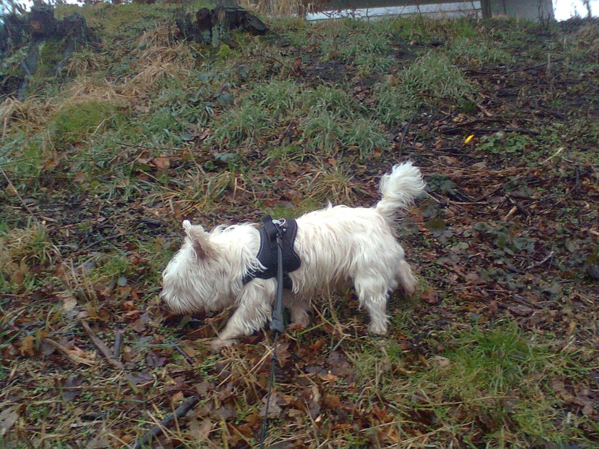 West highland white terrier Whisky billede 19