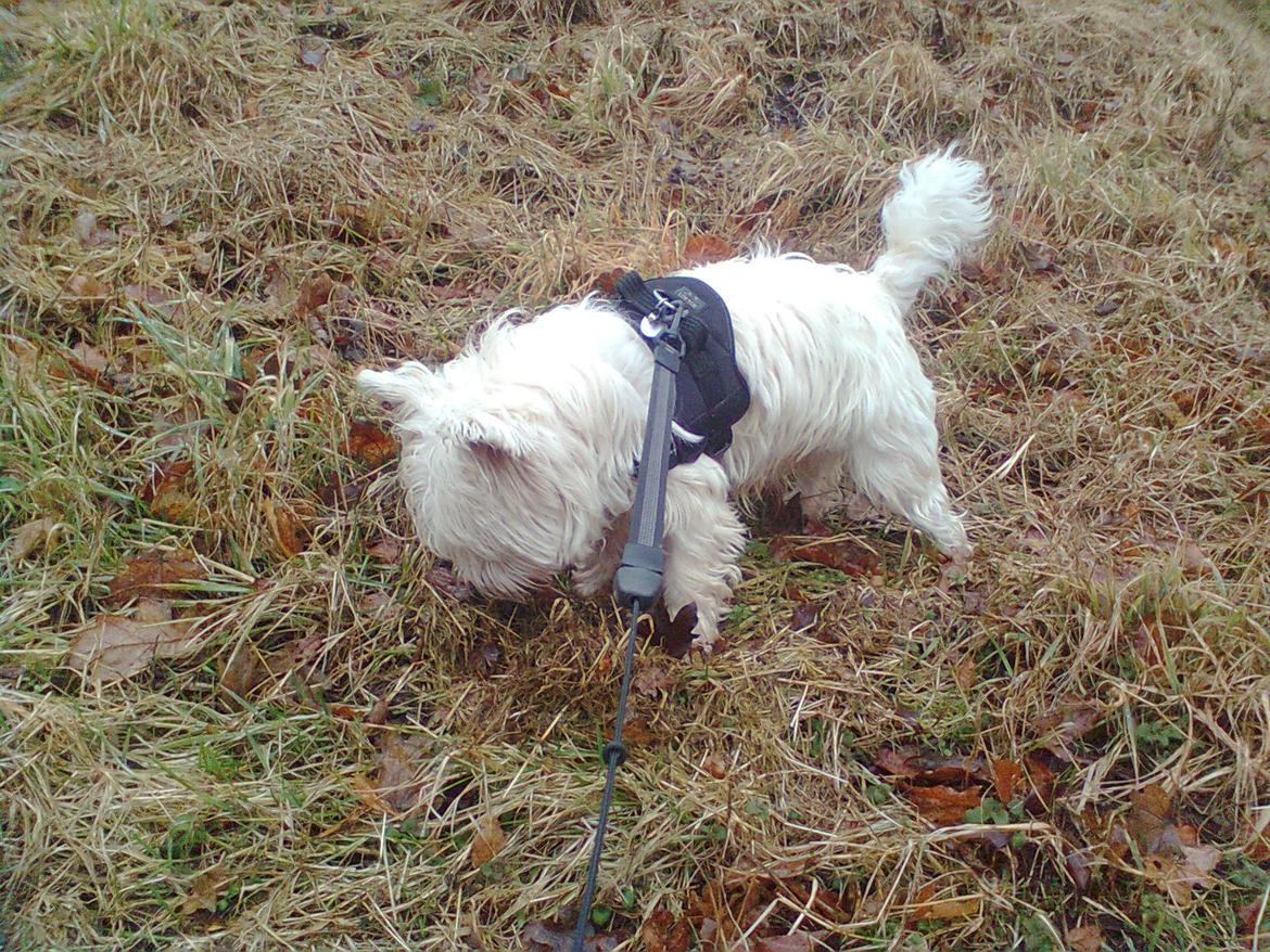 West highland white terrier Whisky billede 20