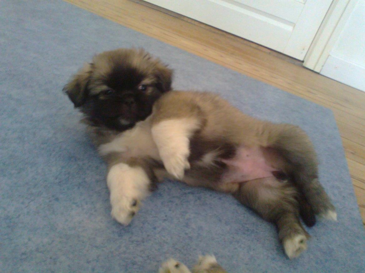 Tibetansk spaniel Our Passion Billie Jean billede 4