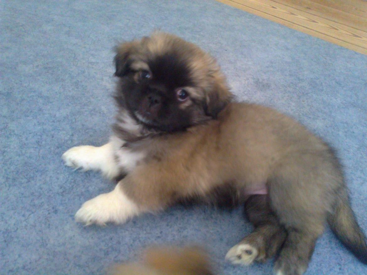 Tibetansk spaniel Our Passion Billie Jean - 8 uger gammel billede 5