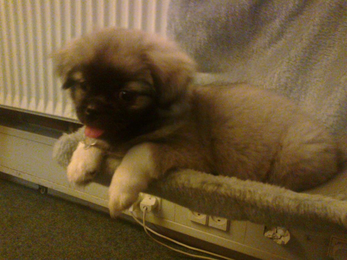 Tibetansk spaniel Our Passion Billie Jean billede 6