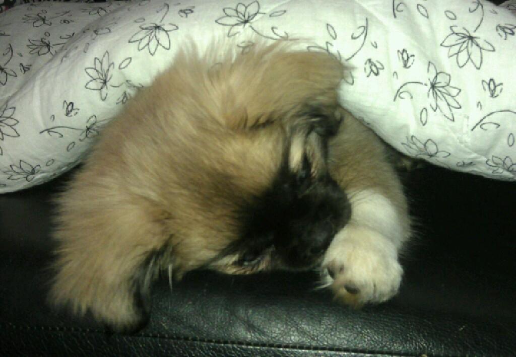 Tibetansk spaniel Our Passion Billie Jean - 3 mdr. billede 7