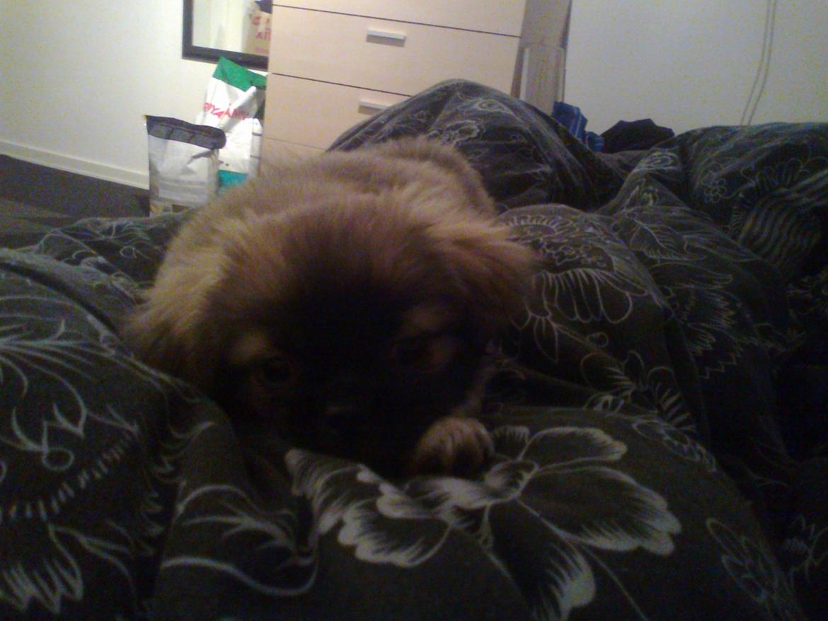 Tibetansk spaniel Our Passion Billie Jean billede 8