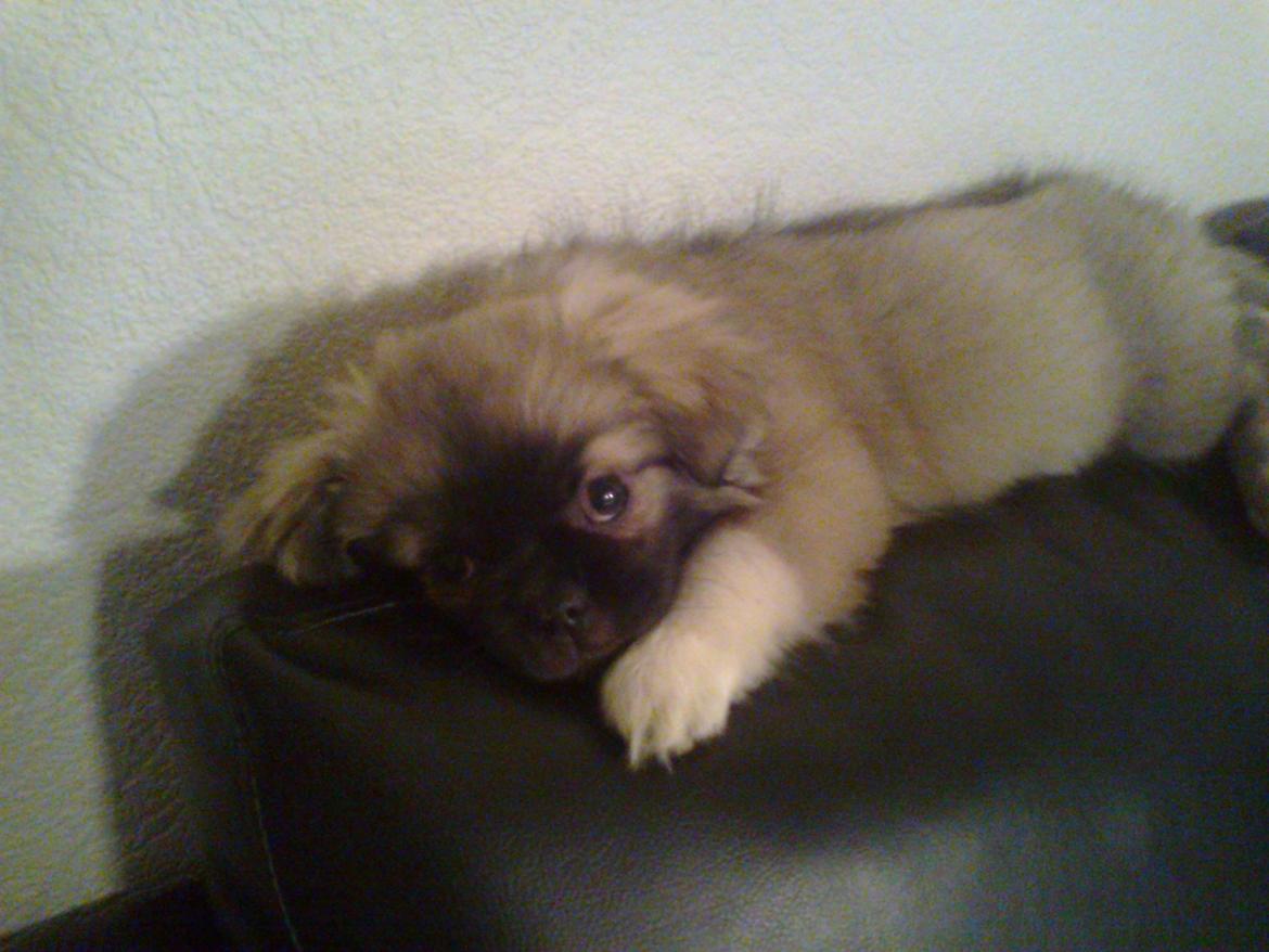 Tibetansk spaniel Our Passion Billie Jean billede 9