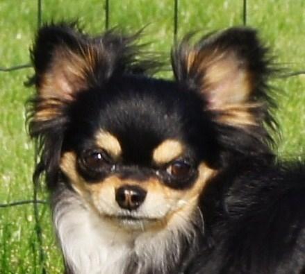 Chihuahua Bailey billede 1