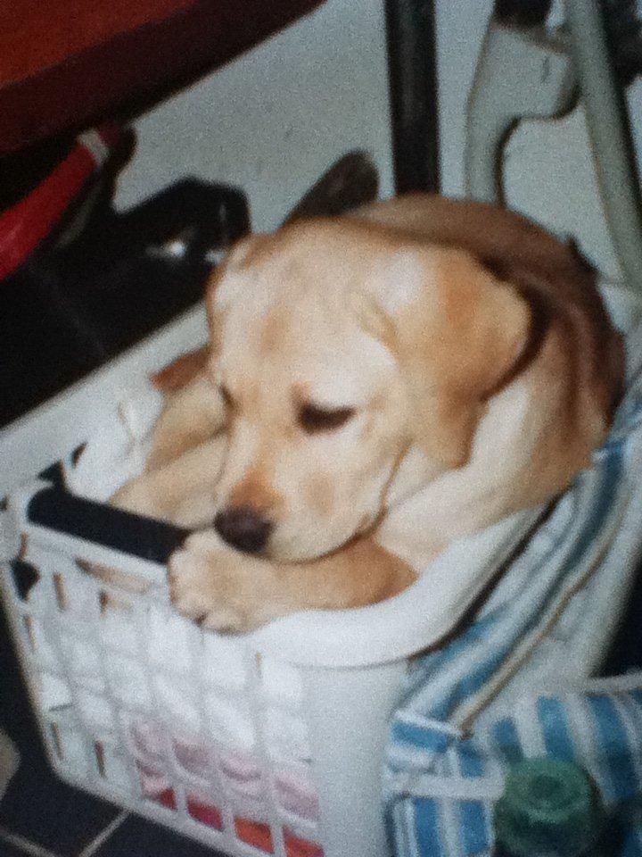 Labrador retriever Sisse - Hun hedder Sisse
og er en gul larbrador som er den
sødeste hund du kan finde....<3 billede 1