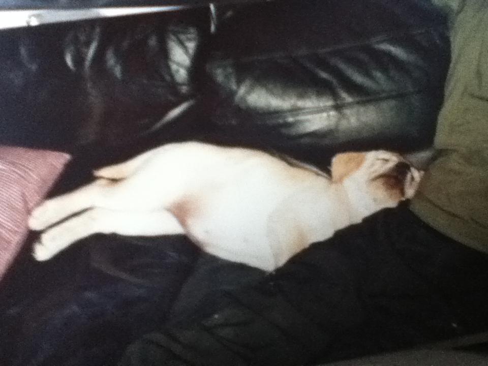 Labrador retriever Sisse - Første dag hos os... billede 2