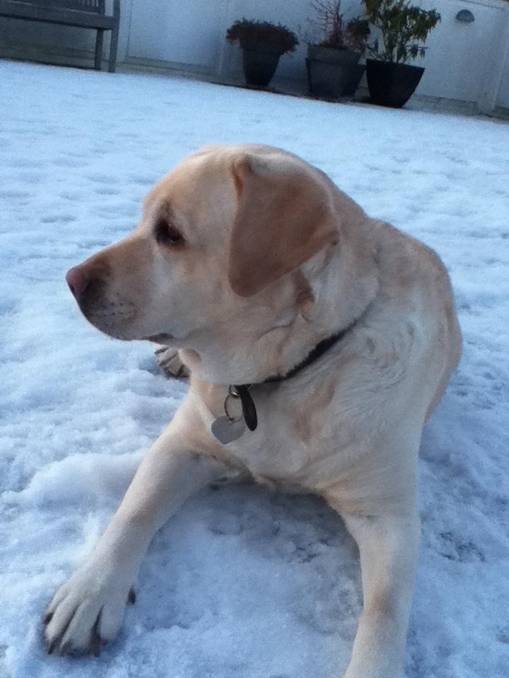 Labrador retriever Sisse - I sne 
           jaja.....<3 billede 3