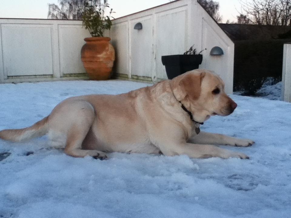 Labrador retriever Sisse - slaber af i snenen....<3 billede 4