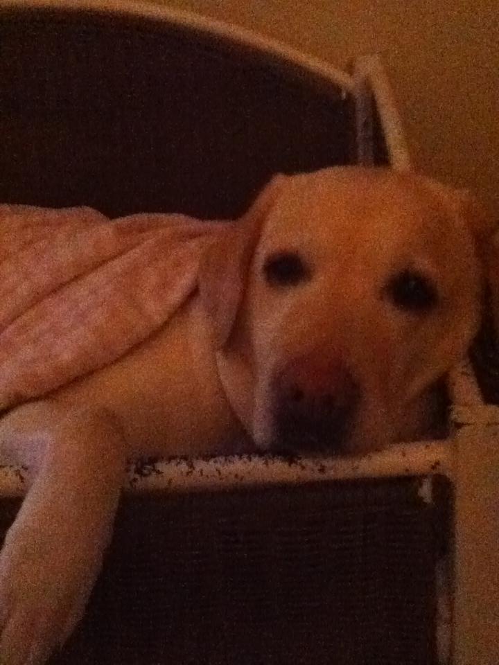 Labrador retriever Sisse - Ligger med en dyne i kurven... billede 5