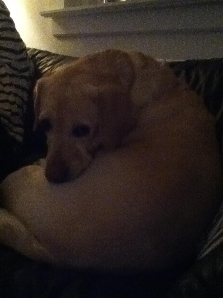 Labrador retriever Sisse - Kigger på mig...<3 billede 6