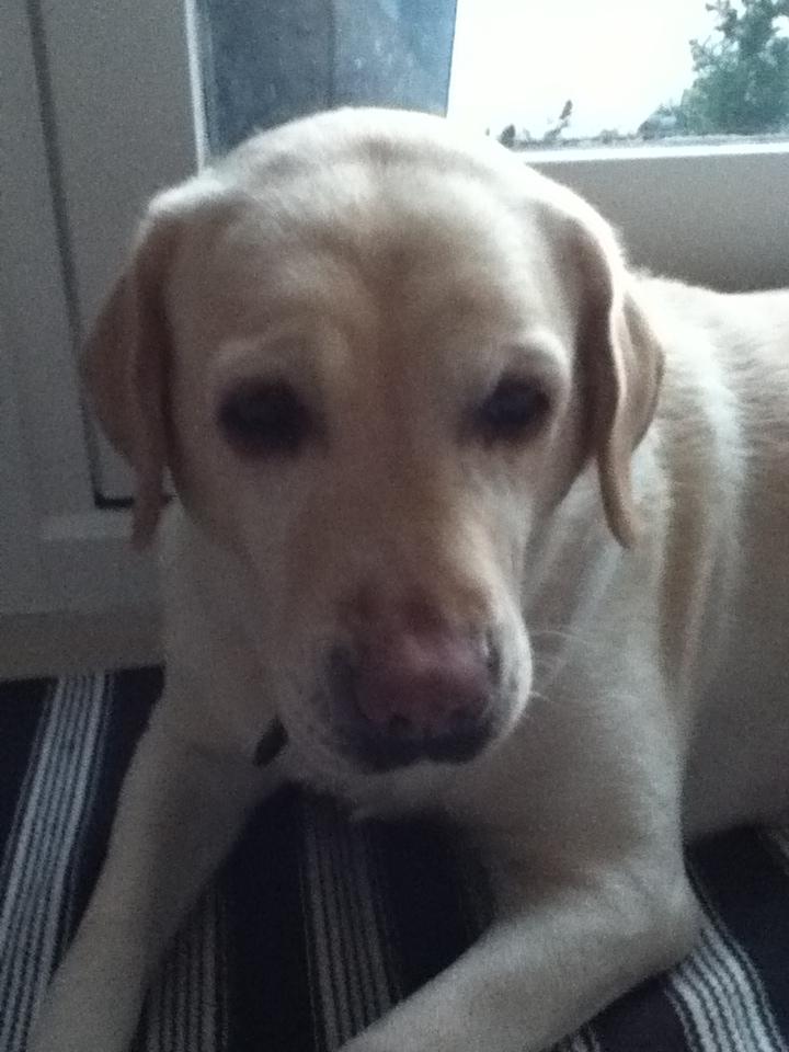 Labrador retriever Sisse - keder sig
 billede 7