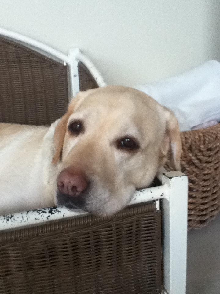 Labrador retriever Sisse - Sover lidt billede 8