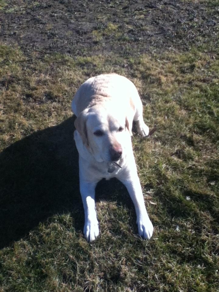 Labrador retriever Sisse - ligger i solen billede 9