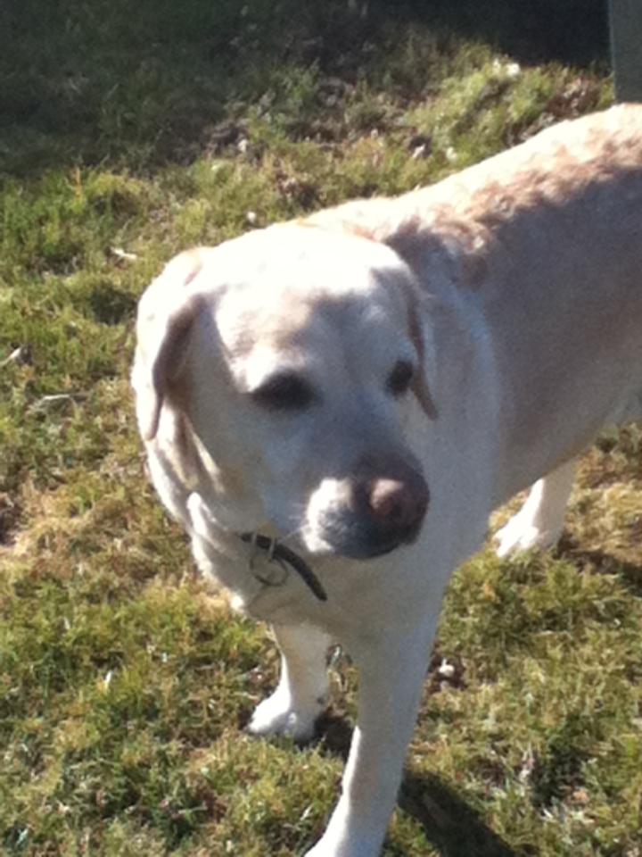 Labrador retriever Sisse - dejlig sol billede 10