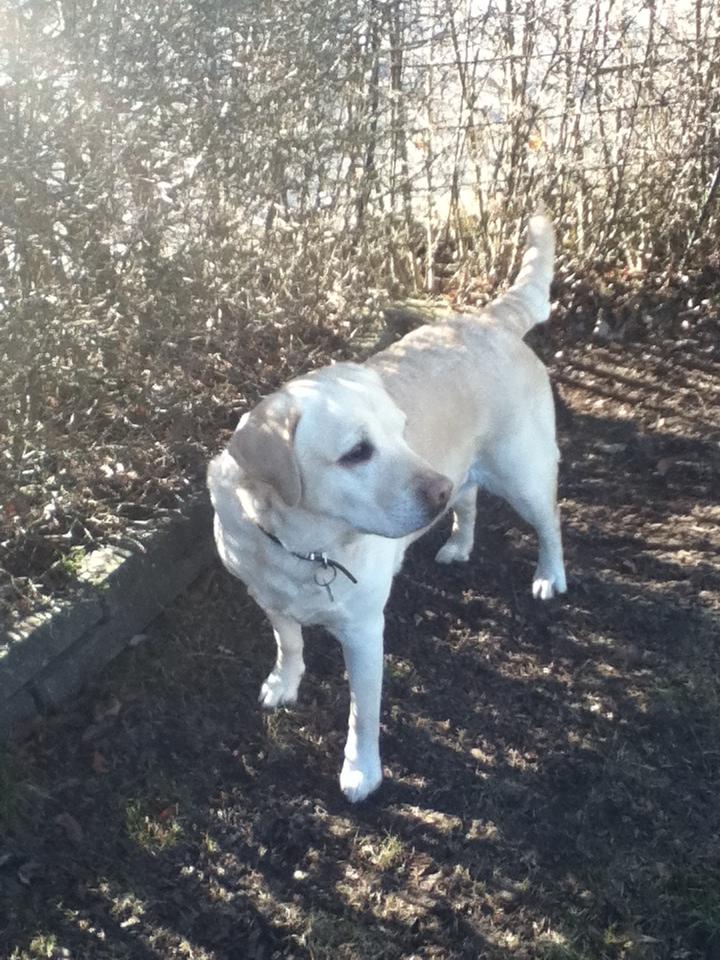 Labrador retriever Sisse - skygge  billede 11