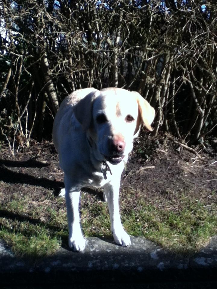 Labrador retriever Sisse - kigger på min ejer billede 12