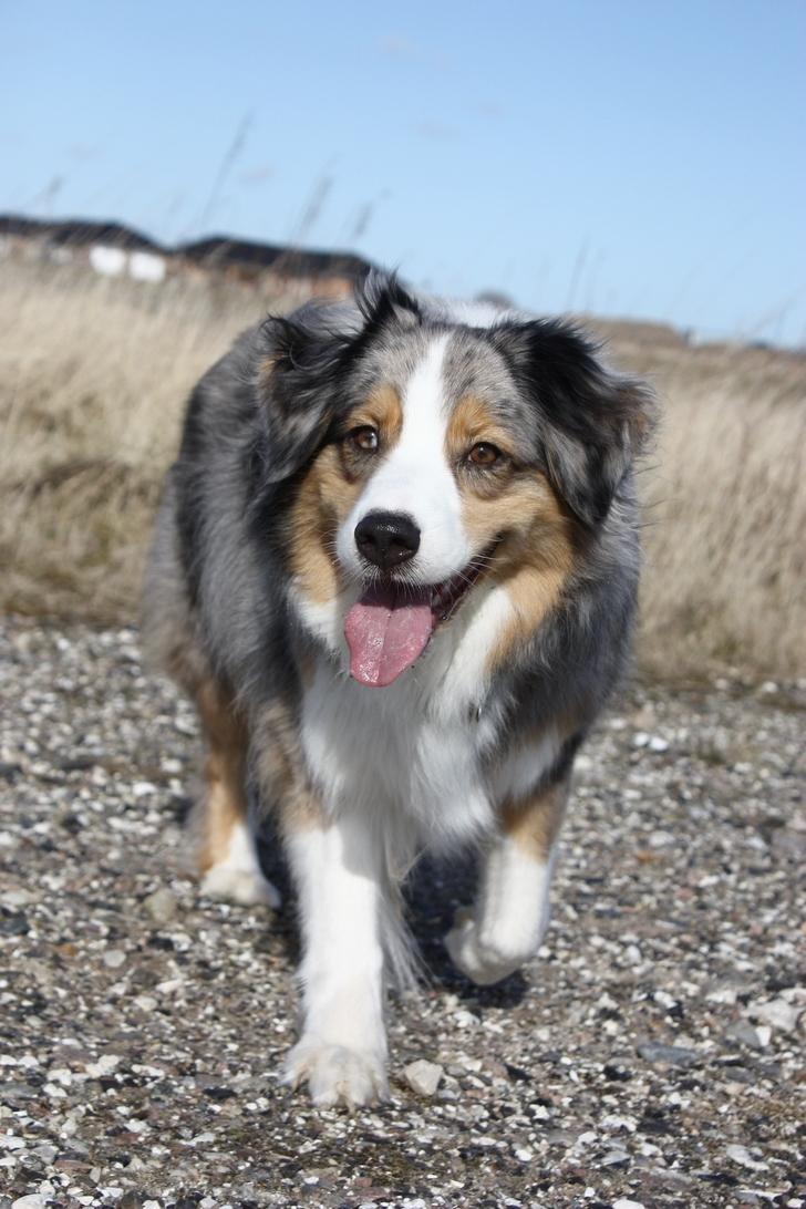 Australian shepherd "! BLUE !" billede 5