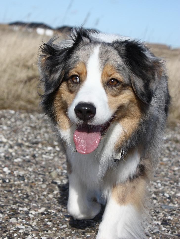 Australian shepherd "! BLUE !" billede 6