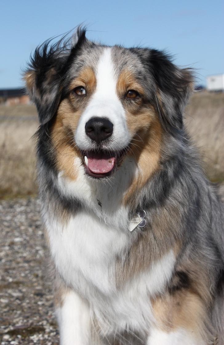 Australian shepherd "! BLUE !" billede 7