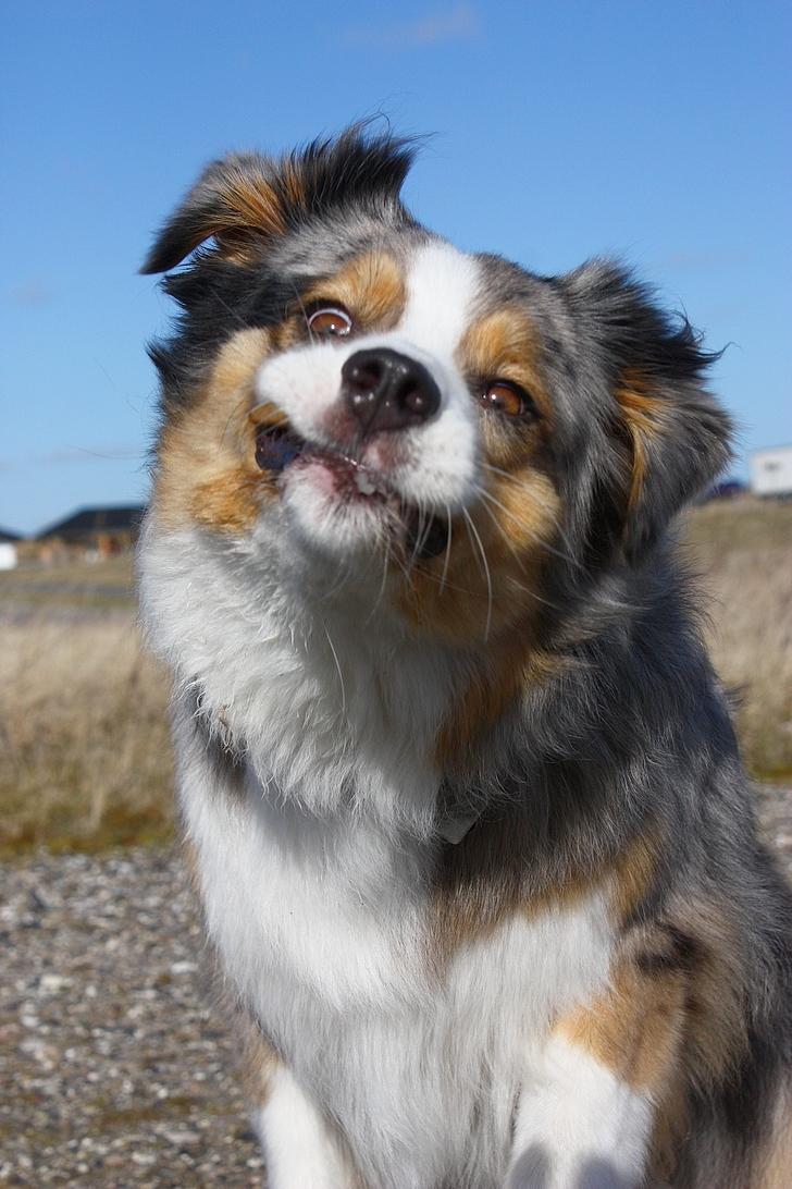 Australian shepherd "! BLUE !" billede 8