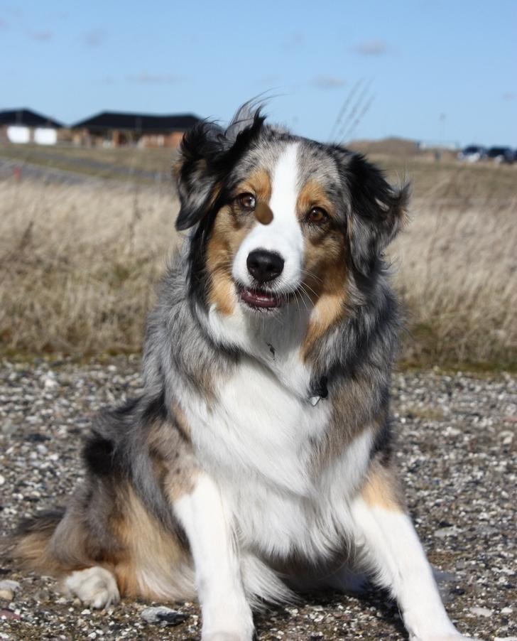 Australian shepherd "! BLUE !" billede 9