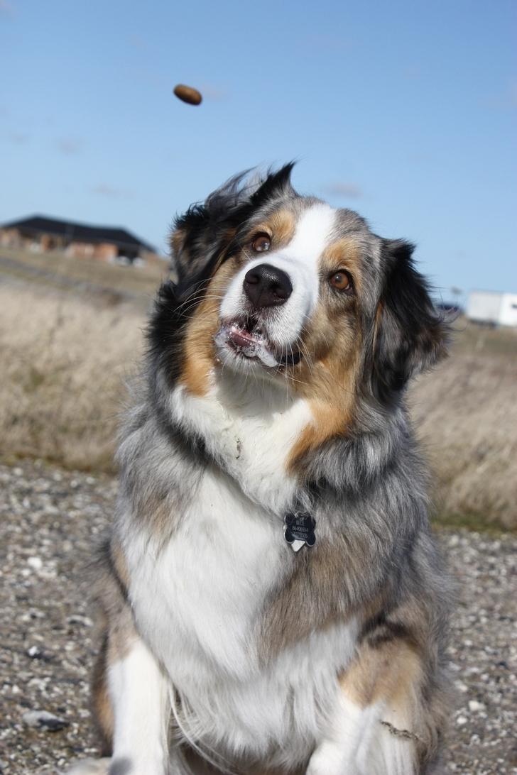 Australian shepherd "! BLUE !" billede 10