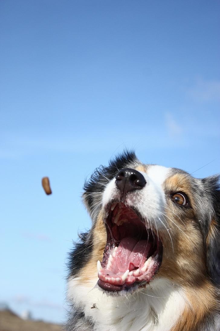 Australian shepherd "! BLUE !" billede 11