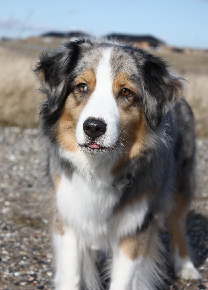 Australian shepherd "! BLUE !" billede 12