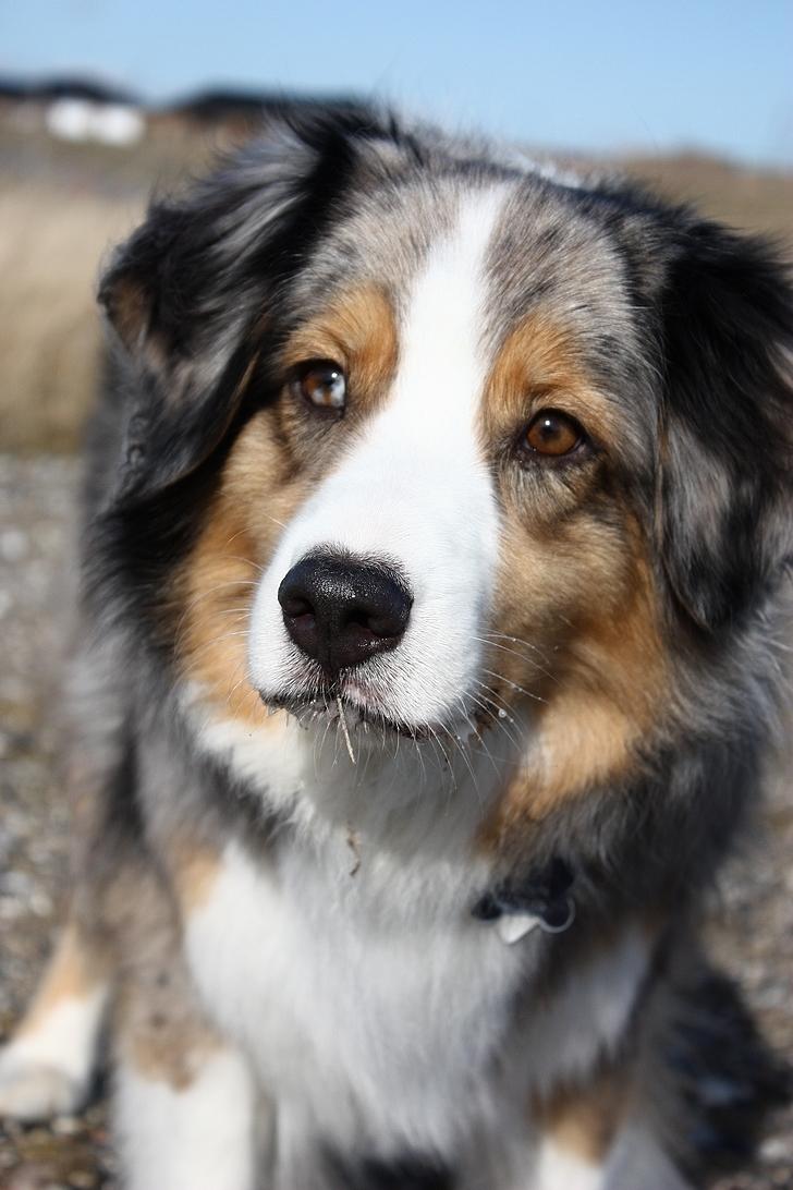 Australian shepherd "! BLUE !" billede 13