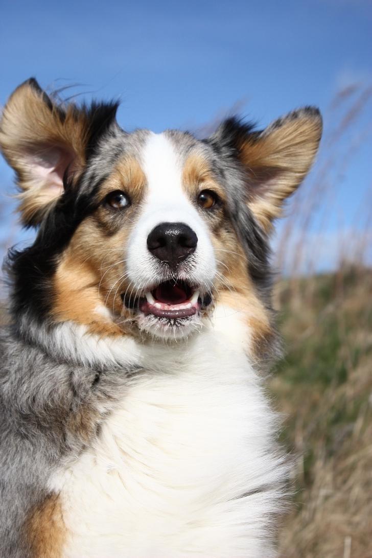 Australian shepherd "! BLUE !" billede 14