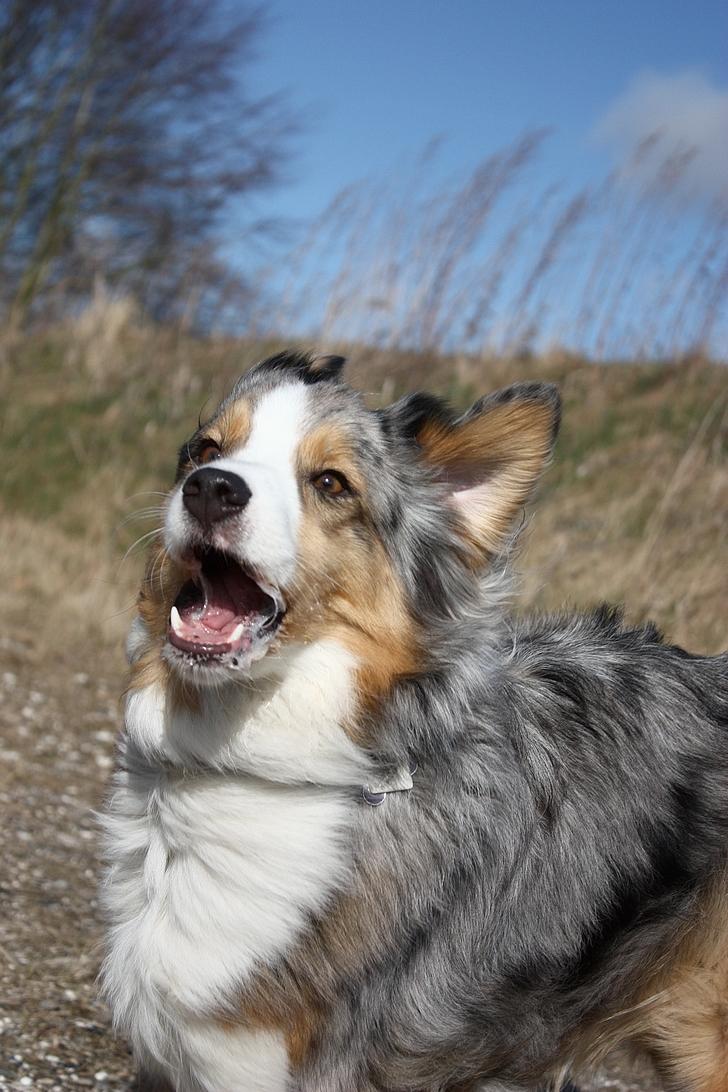 Australian shepherd "! BLUE !" billede 15