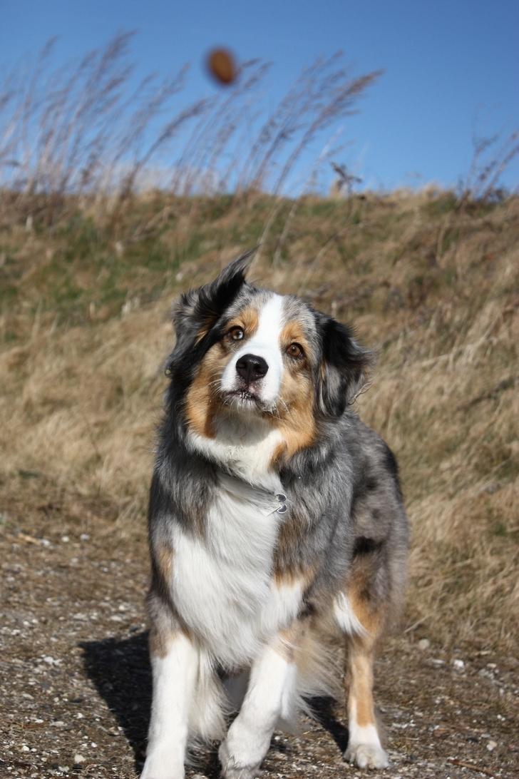 Australian shepherd "! BLUE !" billede 16