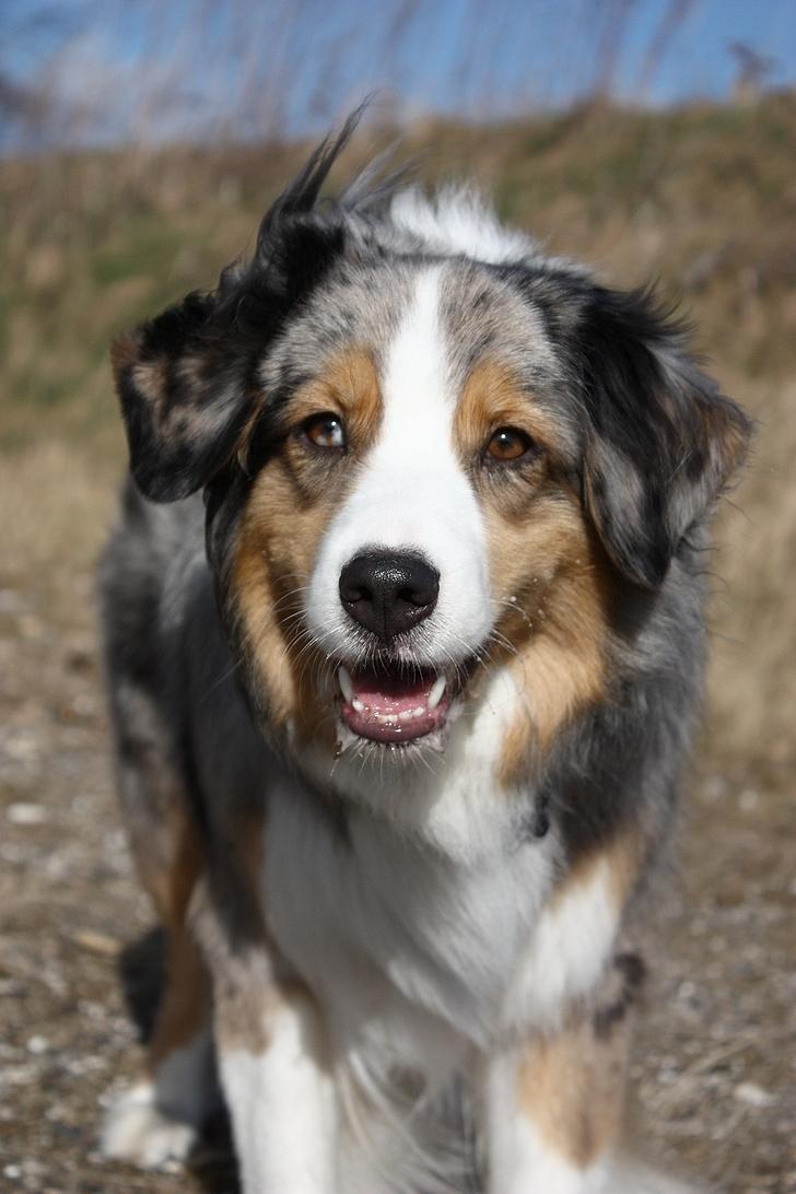 Australian shepherd "! BLUE !" billede 17