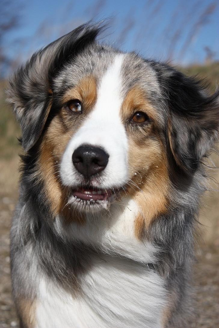 Australian shepherd "! BLUE !" billede 18