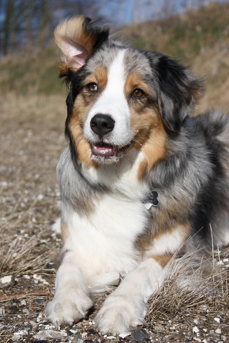 Australian shepherd "! BLUE !" billede 19