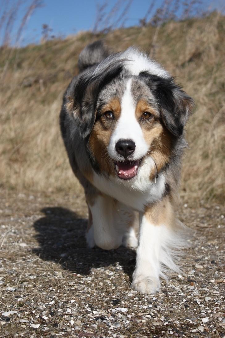 Australian shepherd "! BLUE !" billede 20