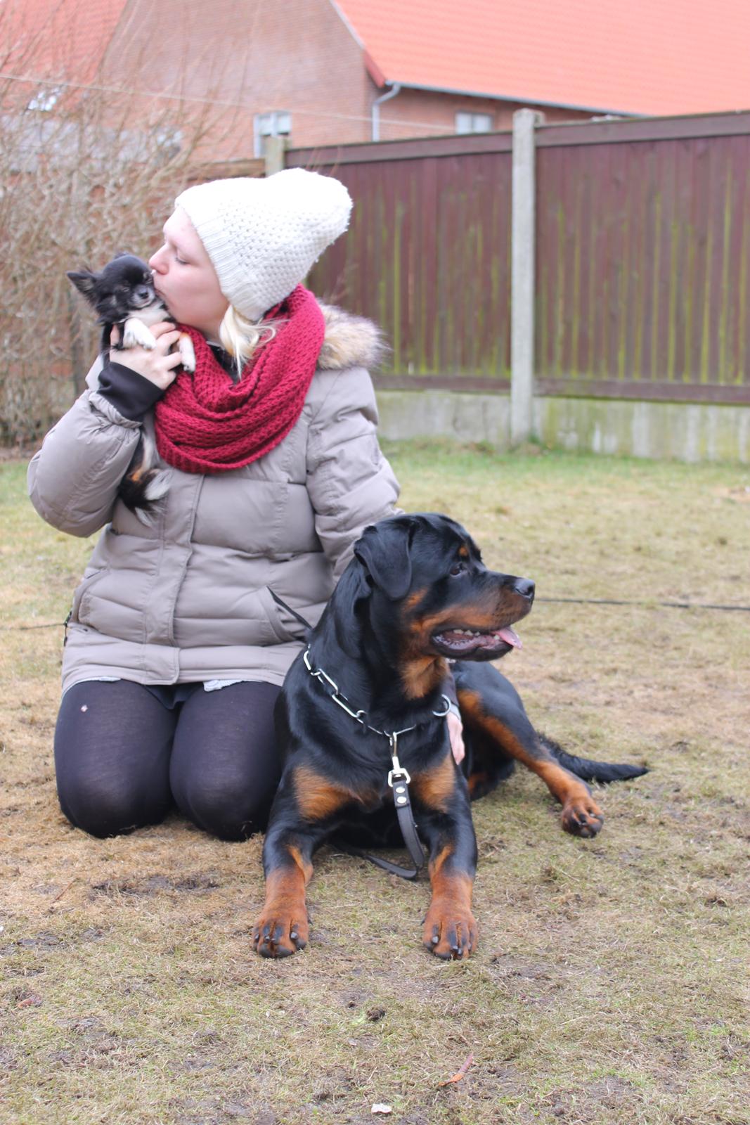 Rottweiler Heitah's Zohan (Coco) - Mor, pixie & coco <3 billede 9
