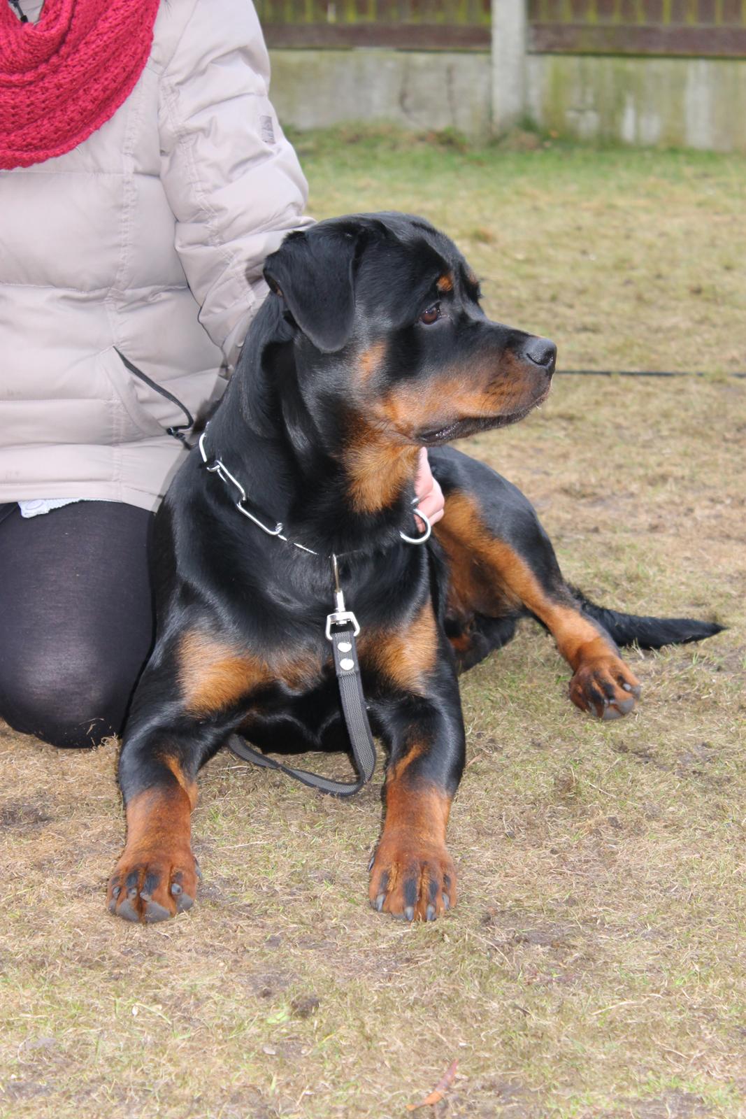 Rottweiler Heitah's Zohan (Coco) - Heitah's Zohan 7 Måneder billede 10