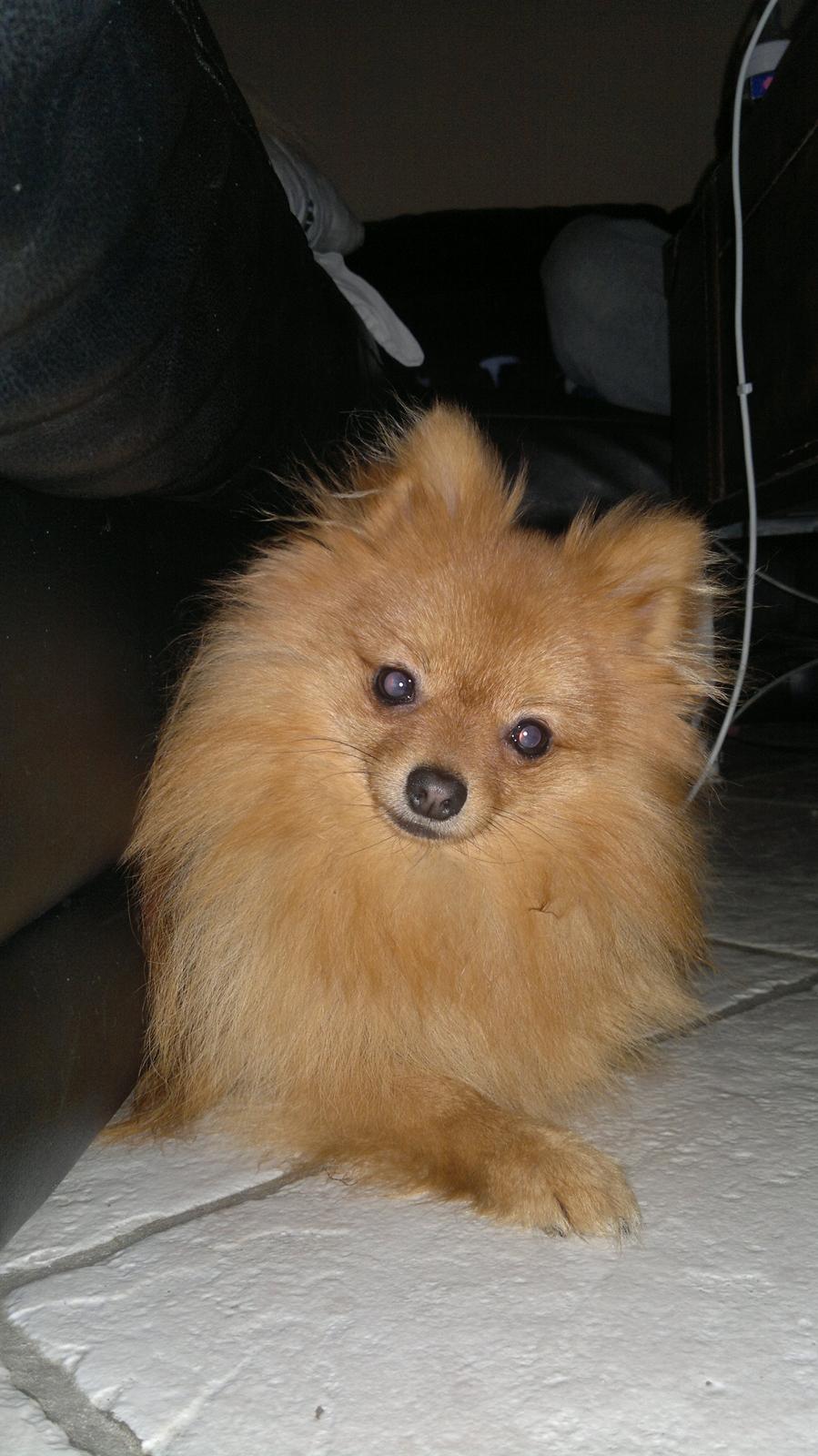 Pomeranian Homer J Junior billede 13