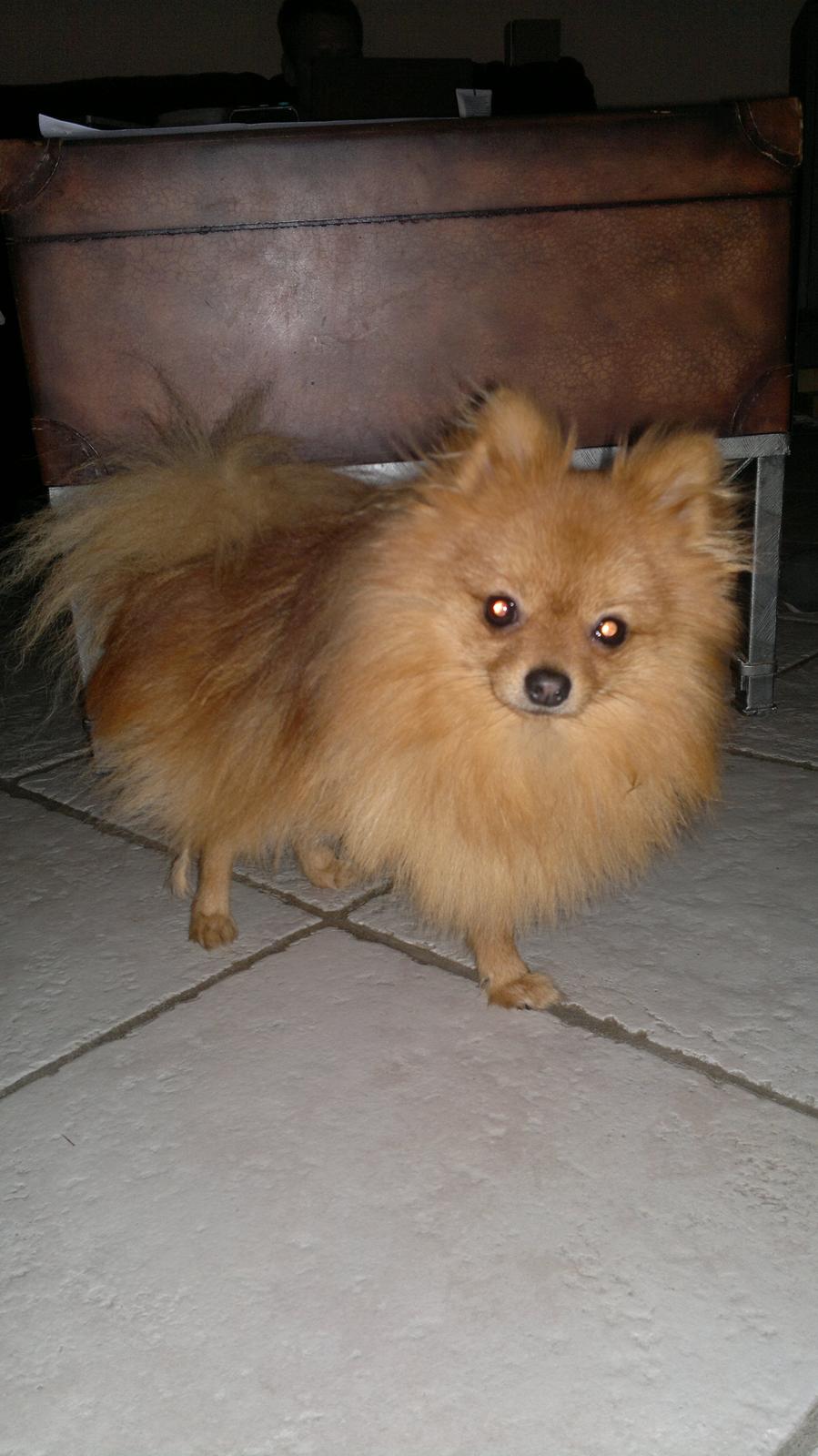 Pomeranian Homer J Junior billede 14