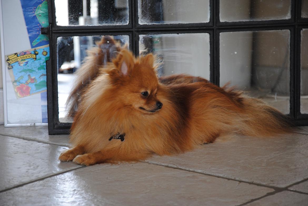Pomeranian Homer J Junior billede 15