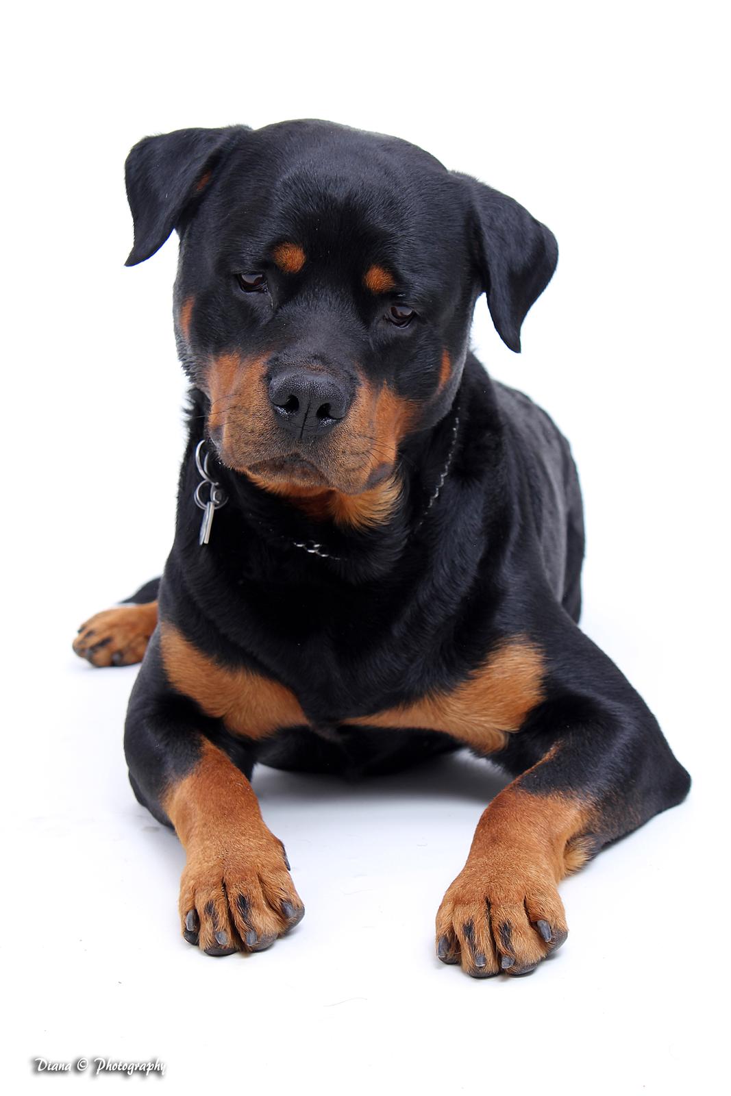 Rottweiler Cæsar - NYT
10/3 2012 billede 1