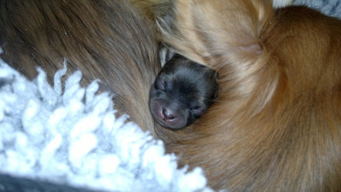 Chihuahua Rotten Rita billede 1