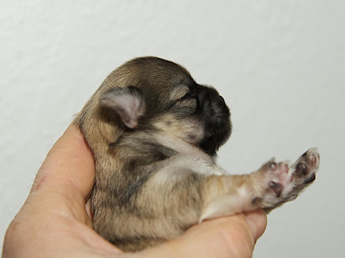 Chihuahua Rotten Rita billede 2