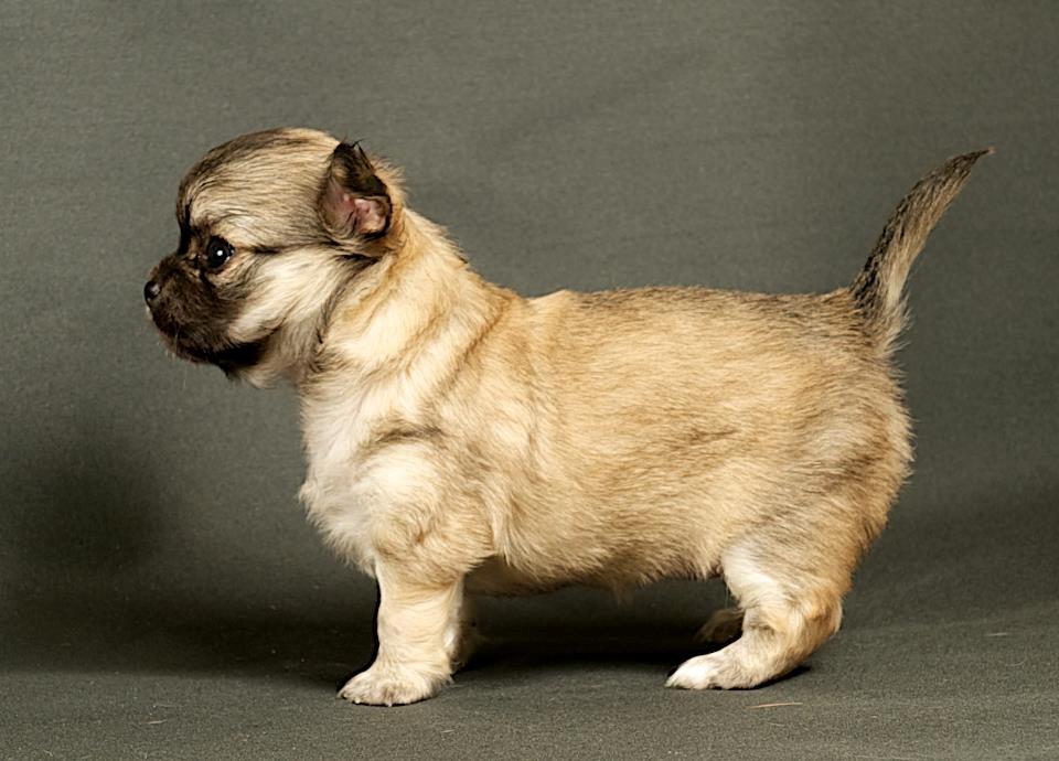 Chihuahua Rotten Rita billede 4