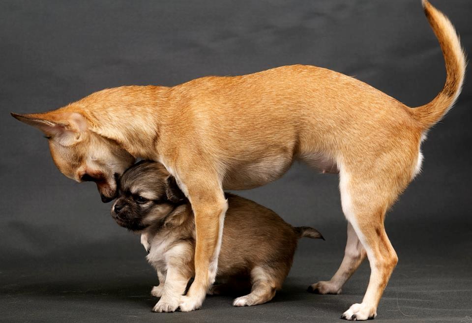 Chihuahua Rotten Rita billede 6