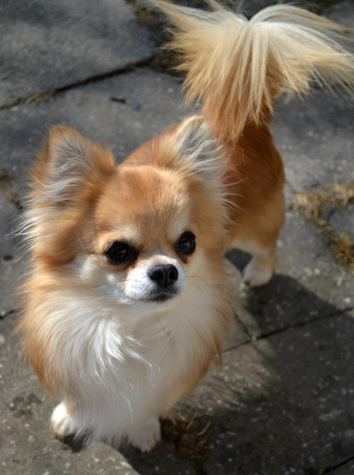 Chihuahua Rotten Rita - Min far, Bramver´s Famous Mainichi billede 12